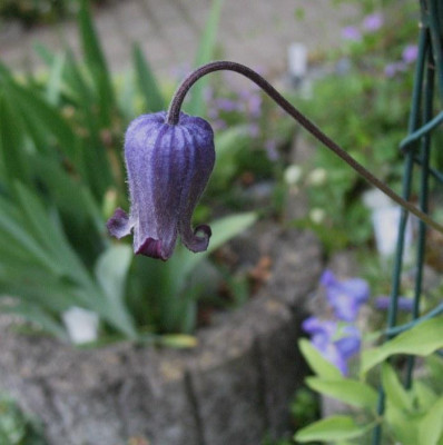 Clematis_hirsutissima_var.__scotti_...___22.5.15_007.jpg