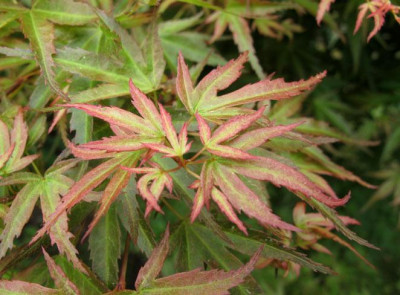 wilsons_pink_dwarf_2015.jpg