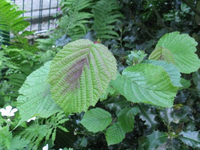 Eben_in_den_Garten_Kopie.jpg