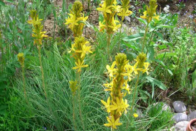 AsphodelineLutea1_2015.jpg
