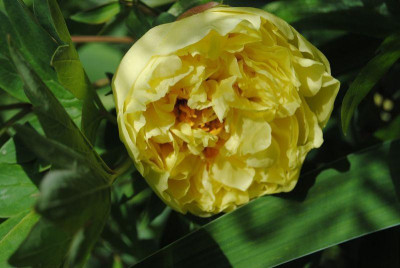 k-iris4_095.jpg