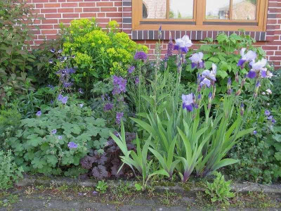 Geranium_und_Iris_Kopie.jpg