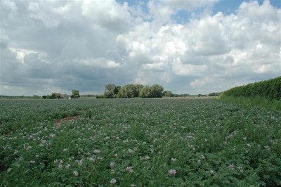 2005B362a_Medium.jpg