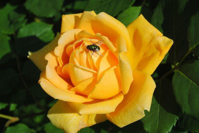 k-iris4_081.jpg