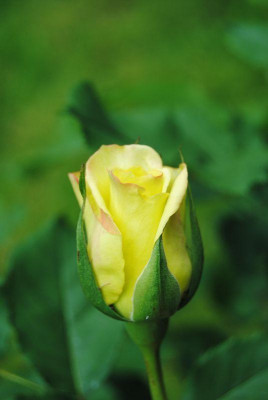 k-iris4_134.jpg