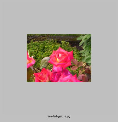 zweifarbige_Rose.jpg