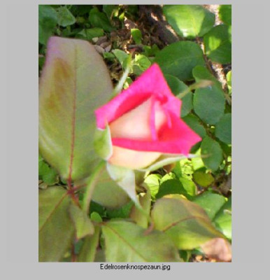zweifarbige_Rose_aufbluhende_Knospe.jpg