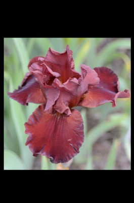 D1922a_Medium.jpg