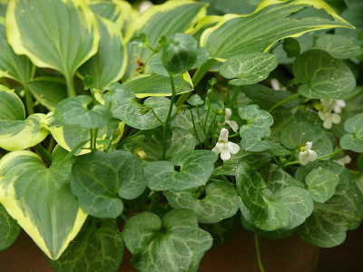 cymbalaria_hepaticifolia_2015-05-25_112.jpg