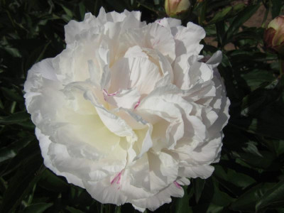 lac_Shirley_Temple.jpg
