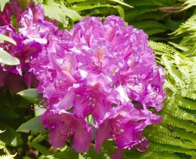 P5300559_1.jpg
