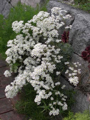 Saxifraga_30.05.15.jpg