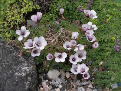 Linum_suffruticosum_Spanish_Sun_30.0515.jpg