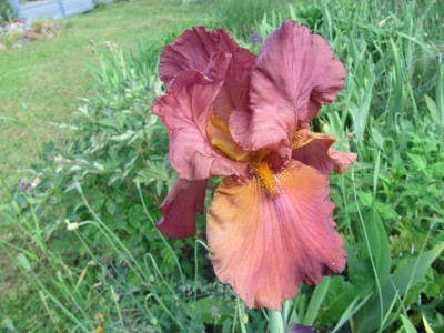 Iris_Chippendale_150530_k.jpg