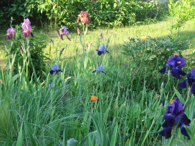 Irisbeet_150530.jpg