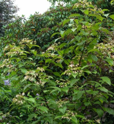 Clerodendrum_070805.jpg