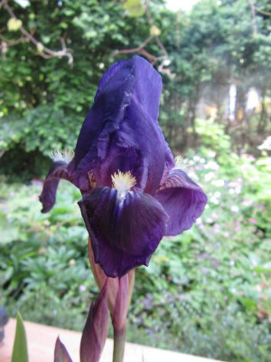 Cyanea_falsch_1.jpg