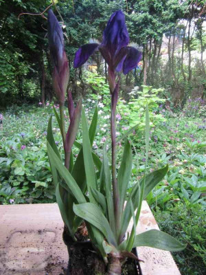 Cyanea_falsch_2.jpg