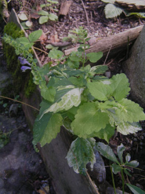 Scutellaria_altissima.jpg