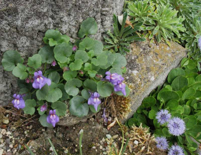 Cymbalaria_pallida_...__31.5.15_057.jpg