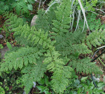 Athyrium_filix-femina_Veroniae__...__31.5.15_001.jpg