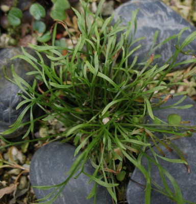 Asplenium_septentrionale_...__31.5.15_051.jpg