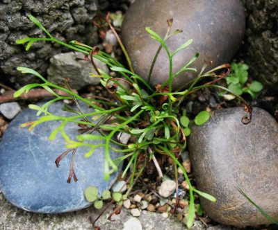 Asplenium_septentrionale_ssp._caucasicum__...__31.5.15_047.jpg