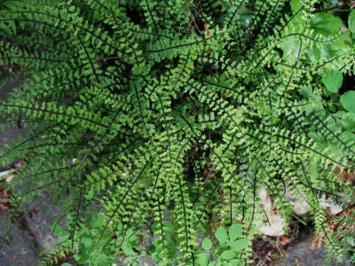 Asplenium_trichomanes_Incisum_Moule_..._31.5.15_024.jpg