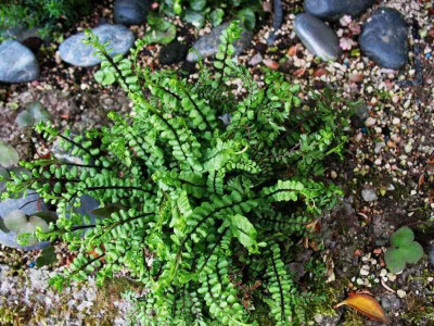Asplenium_trichomanes_Cristatum_..._31.5.15_013.jpg