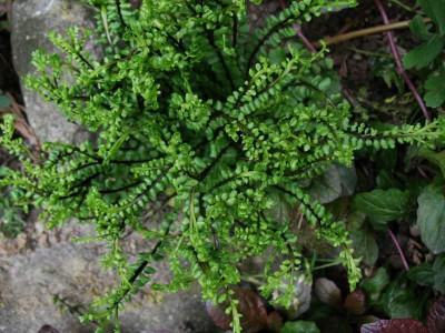 Asplenium_trichomanes_Ramo-Cristatum__...__31.5.15_025.jpg