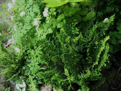 Dryopteris_affinis_Crispa_Gracilis___...__31.5.15_017.jpg