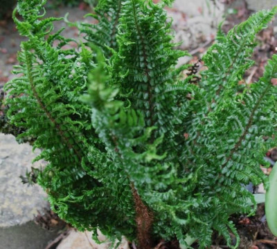 Dryopteris_affinis_Crispa_Congesta__..._31.5.15_020.jpg