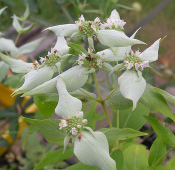Pycnanthemum_albescens.jpg
