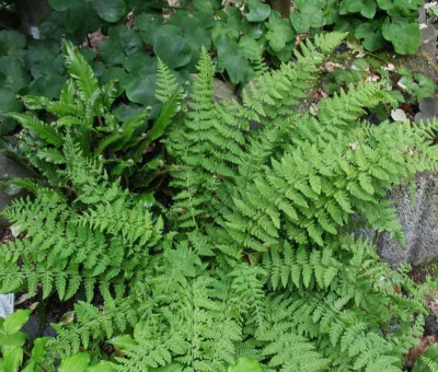 Woodsia_fragilis_Westkaukasustyp__..._31.5.15_044.jpg
