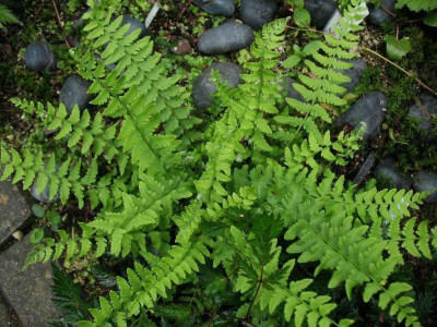 Woodsia_subintermedia_x_polystichoides__...__31.5.15_031.jpg