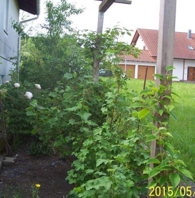 100_5554_Beerenstraucher.jpg