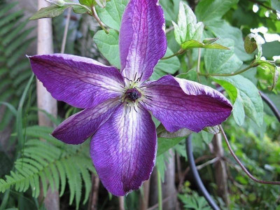 venosa_violacea__31.5.15_80.jpg