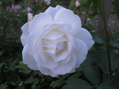 schneewittchen_31.5.15_80.jpg