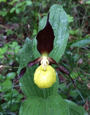 Cypripedium_calceolus_05-2015_1200x1200_80KB.jpg