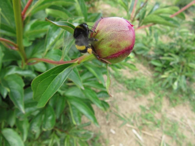 Knospe_Hummel.jpg
