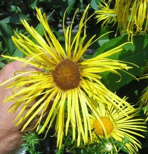 Inula_magnifica_2.jpg