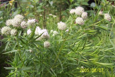 Pycanthemum_tenuifolium.jpg