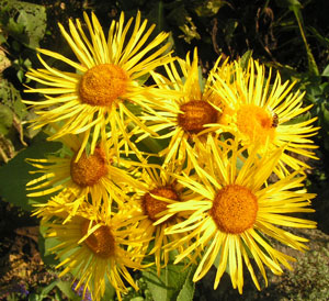 Inula_helenium1.jpg
