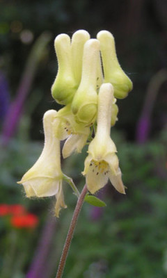 Aconitum_lycoctonum_1.jpg