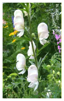 Aconitum_napellus_Gletscher.jpg