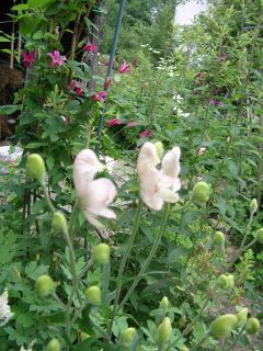 Aconitum__rubra.jpg
