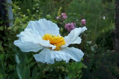Kalifornischer_Baummohn.jpg