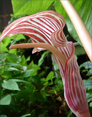 A.fargesii.jpg