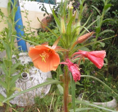Oenothera_Apricot_Delight.jpg