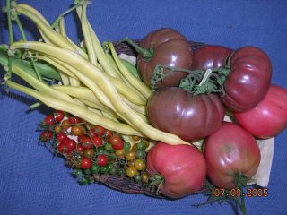 Tomaten_und_Bohnen_7.8.05.jpg